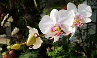 orchidee-sm