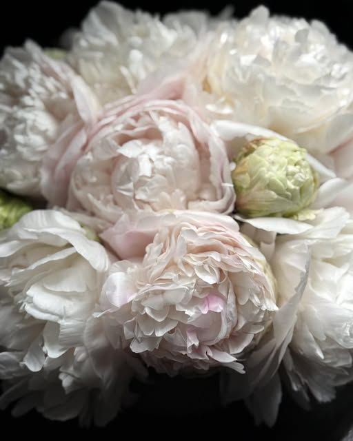 Pivoine-sm
