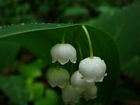 muguet-sm